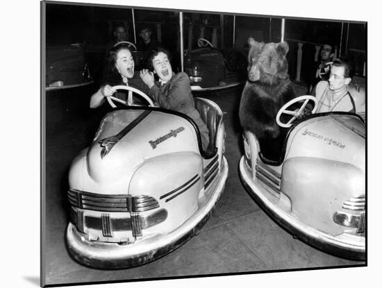 Brown Bear of Bertram Mills Circus in Bumper Cars Dodgems December 15, 1954-null-Mounted Photo