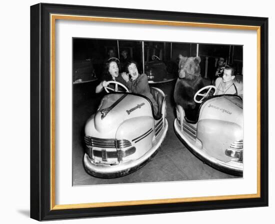 Brown Bear of Bertram Mills Circus in Bumper Cars Dodgems December 15, 1954-null-Framed Photo