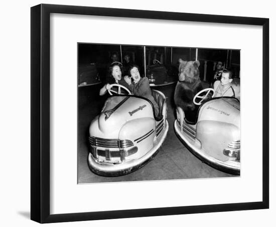 Brown Bear of Bertram Mills Circus in Bumper Cars Dodgems December 15, 1954-null-Framed Photo