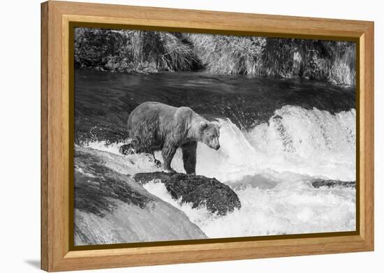 Brown Bear on Alaska-Andrushko Galyna-Framed Premier Image Canvas