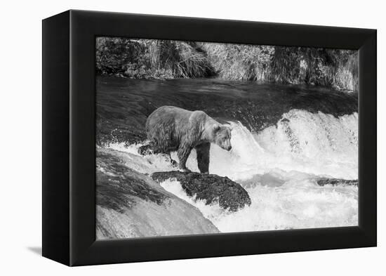 Brown Bear on Alaska-Andrushko Galyna-Framed Premier Image Canvas