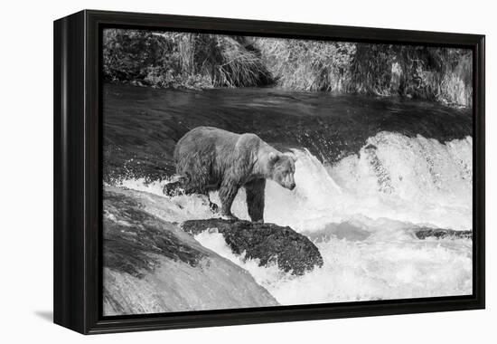 Brown Bear on Alaska-Andrushko Galyna-Framed Premier Image Canvas