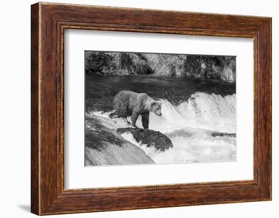 Brown Bear on Alaska-Andrushko Galyna-Framed Photographic Print