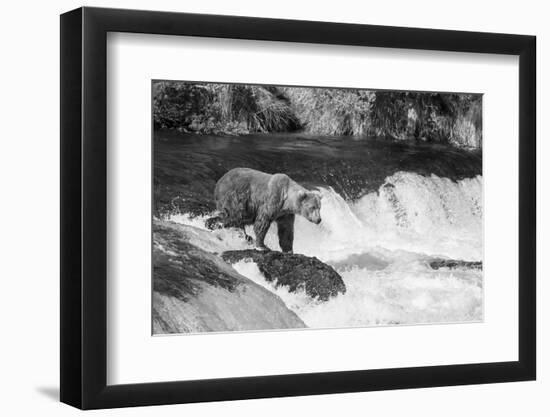 Brown Bear on Alaska-Andrushko Galyna-Framed Photographic Print