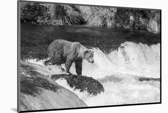 Brown Bear on Alaska-Andrushko Galyna-Mounted Photographic Print