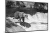 Brown Bear on Alaska-Andrushko Galyna-Mounted Photographic Print