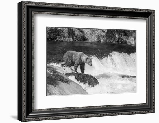 Brown Bear on Alaska-Andrushko Galyna-Framed Photographic Print