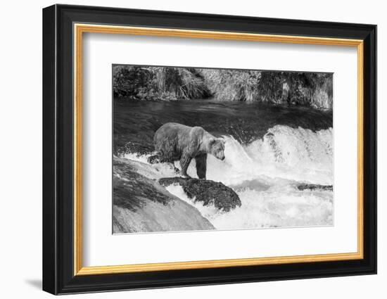 Brown Bear on Alaska-Andrushko Galyna-Framed Photographic Print