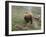 Brown Bear on Grassy Slope, Valley of the Geysers, Kronotsky Zapovednik, Kamchatka, Far East Russia-Igor Shpilenok-Framed Photographic Print
