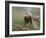 Brown Bear on Grassy Slope, Valley of the Geysers, Kronotsky Zapovednik, Kamchatka, Far East Russia-Igor Shpilenok-Framed Photographic Print