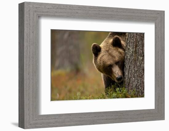 Brown bear peering out from behind a tree, Finland-Danny Green-Framed Photographic Print