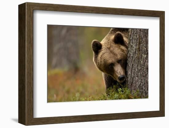 Brown bear peering out from behind a tree, Finland-Danny Green-Framed Photographic Print