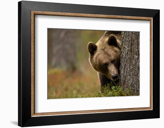 Brown bear peering out from behind a tree, Finland-Danny Green-Framed Photographic Print