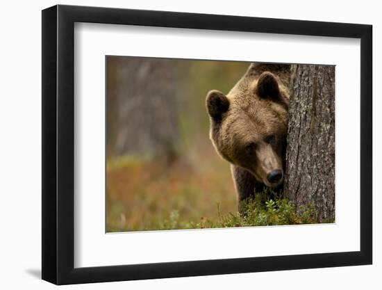 Brown bear peering out from behind a tree, Finland-Danny Green-Framed Photographic Print