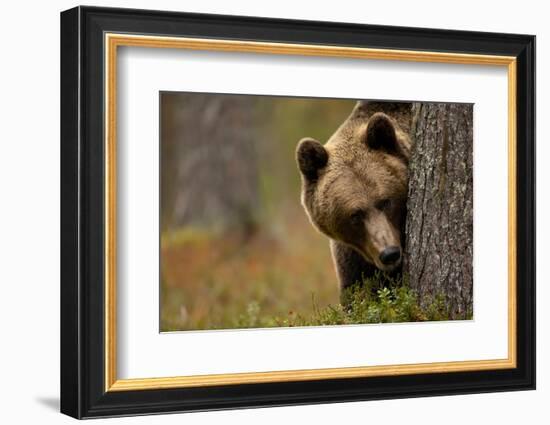 Brown bear peering out from behind a tree, Finland-Danny Green-Framed Photographic Print