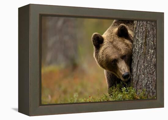 Brown bear peering out from behind a tree, Finland-Danny Green-Framed Premier Image Canvas