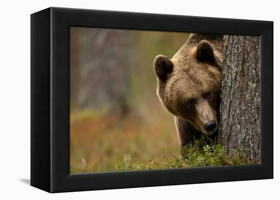 Brown bear peering out from behind a tree, Finland-Danny Green-Framed Premier Image Canvas