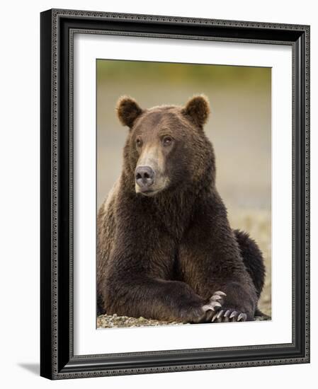 Brown Bear Resting at Kukak Bay in Katmai National Park-Paul Souders-Framed Photographic Print