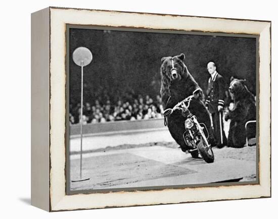 Brown Bear Riding a Motorcycle at the Bertram Mills Circus-null-Framed Premier Image Canvas