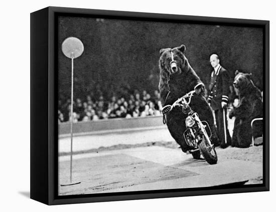 Brown Bear Riding a Motorcycle at the Bertram Mills Circus-null-Framed Premier Image Canvas