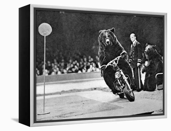 Brown Bear Riding a Motorcycle at the Bertram Mills Circus-null-Framed Premier Image Canvas