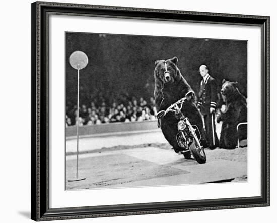 Brown Bear Riding a Motorcycle at the Bertram Mills Circus-null-Framed Photographic Print