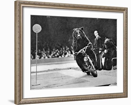 Brown Bear Riding a Motorcycle at the Bertram Mills Circus-null-Framed Photographic Print