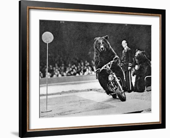 Brown Bear Riding a Motorcycle at the Bertram Mills Circus-null-Framed Photographic Print