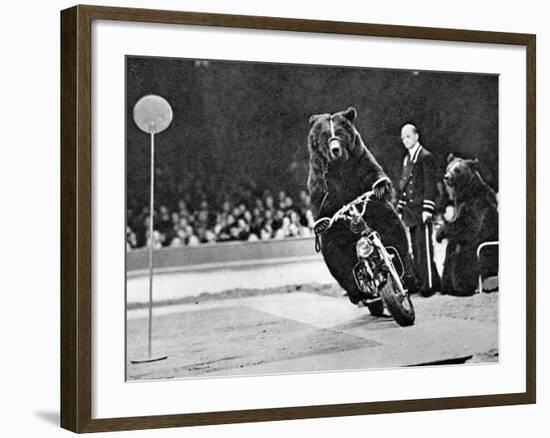 Brown Bear Riding a Motorcycle at the Bertram Mills Circus--Framed Photographic Print