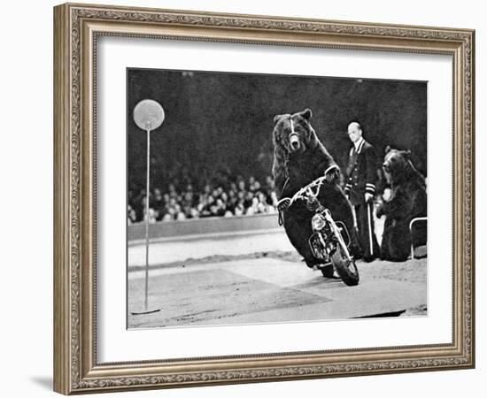 Brown Bear Riding a Motorcycle at the Bertram Mills Circus-null-Framed Photographic Print