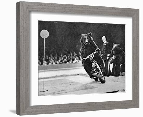 Brown Bear Riding a Motorcycle at the Bertram Mills Circus-null-Framed Photographic Print