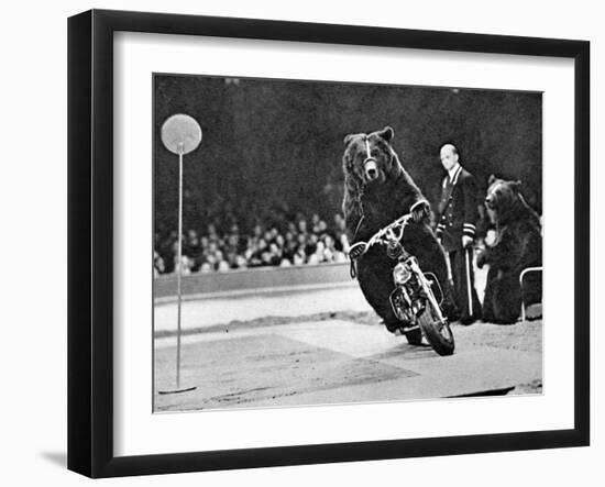 Brown Bear Riding a Motorcycle at the Bertram Mills Circus-null-Framed Photographic Print