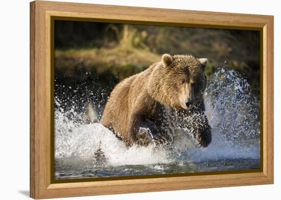 Brown Bear Running Through River at Kinak Bay-Paul Souders-Framed Premier Image Canvas