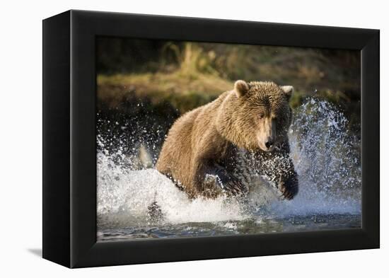 Brown Bear Running Through River at Kinak Bay-Paul Souders-Framed Premier Image Canvas