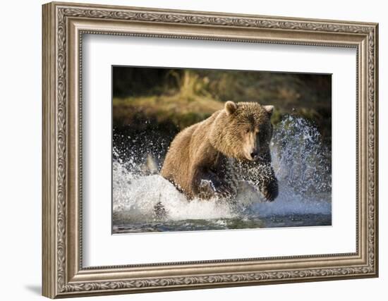 Brown Bear Running Through River at Kinak Bay-Paul Souders-Framed Photographic Print