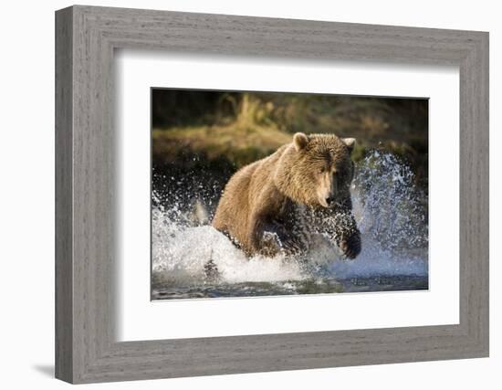 Brown Bear Running Through River at Kinak Bay-Paul Souders-Framed Photographic Print