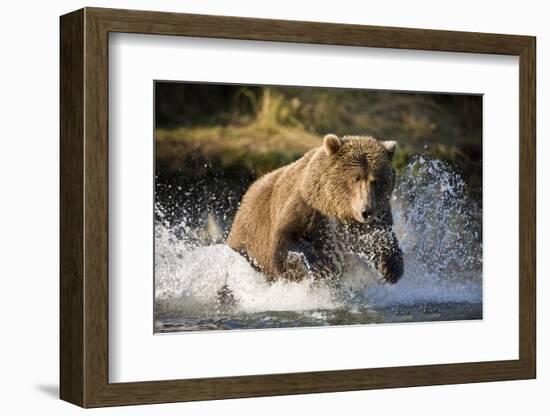 Brown Bear Running Through River at Kinak Bay-Paul Souders-Framed Photographic Print