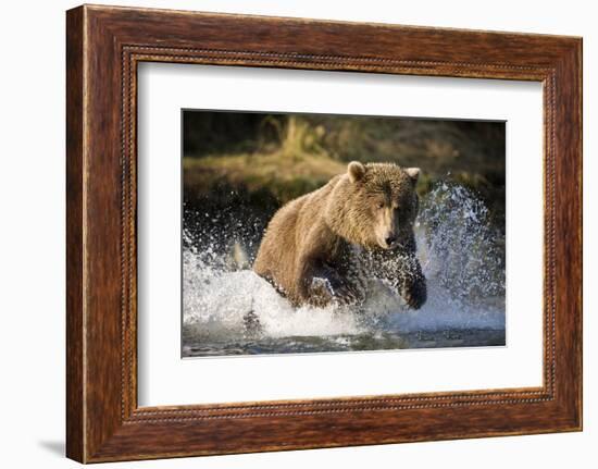 Brown Bear Running Through River at Kinak Bay-Paul Souders-Framed Photographic Print