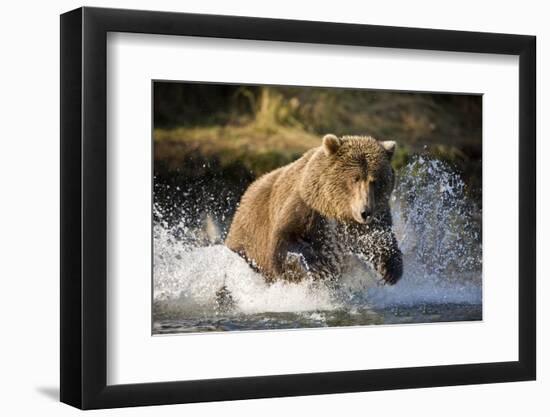 Brown Bear Running Through River at Kinak Bay-Paul Souders-Framed Photographic Print