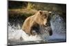 Brown Bear Running Through River at Kinak Bay-Paul Souders-Mounted Photographic Print