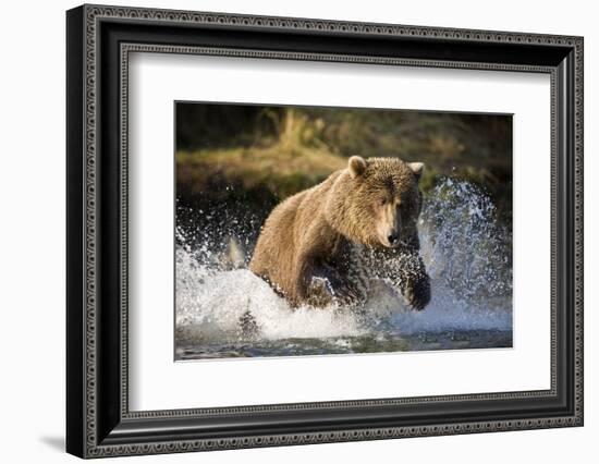 Brown Bear Running Through River at Kinak Bay-Paul Souders-Framed Photographic Print