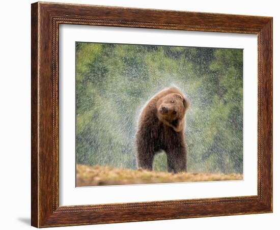 Brown bear shaking water from its coat, Romania-Bence Mate-Framed Photographic Print