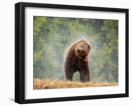 Brown bear shaking water from its coat, Romania-Bence Mate-Framed Photographic Print