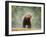 Brown bear shaking water from its coat, Romania-Bence Mate-Framed Photographic Print
