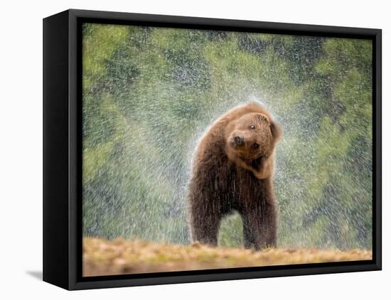 Brown bear shaking water from its coat, Romania-Bence Mate-Framed Premier Image Canvas