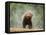 Brown bear shaking water from its coat, Romania-Bence Mate-Framed Premier Image Canvas