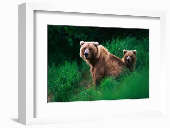 Brown Bear Sow and Cub-null-Framed Photographic Print