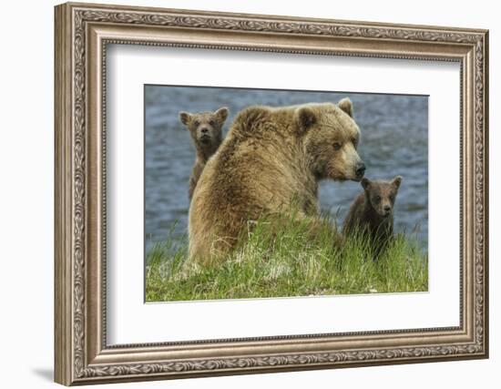 Brown bear sow and cubs, Katmai National Park, Alaska, USA-Art Wolfe-Framed Photographic Print