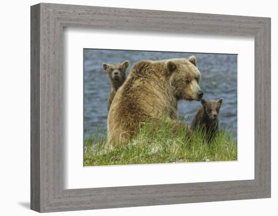 Brown bear sow and cubs, Katmai National Park, Alaska, USA-Art Wolfe-Framed Photographic Print