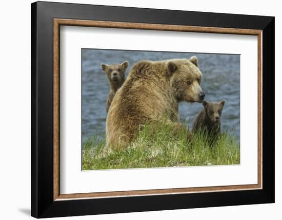 Brown bear sow and cubs, Katmai National Park, Alaska, USA-Art Wolfe-Framed Photographic Print